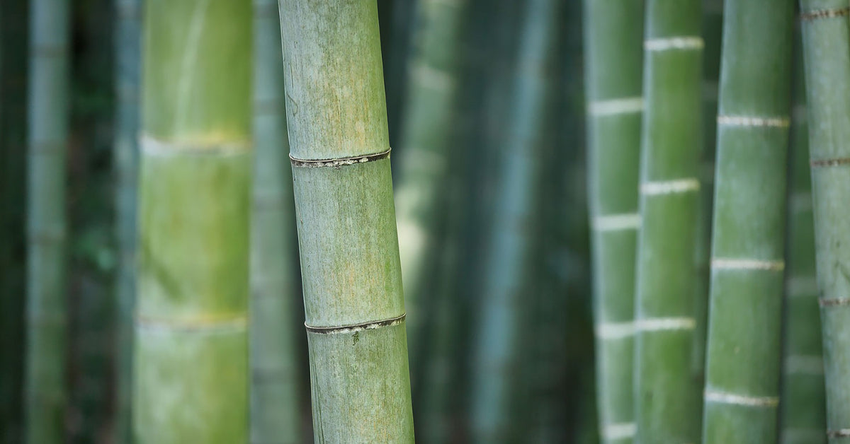 bamboo for cloth diapers