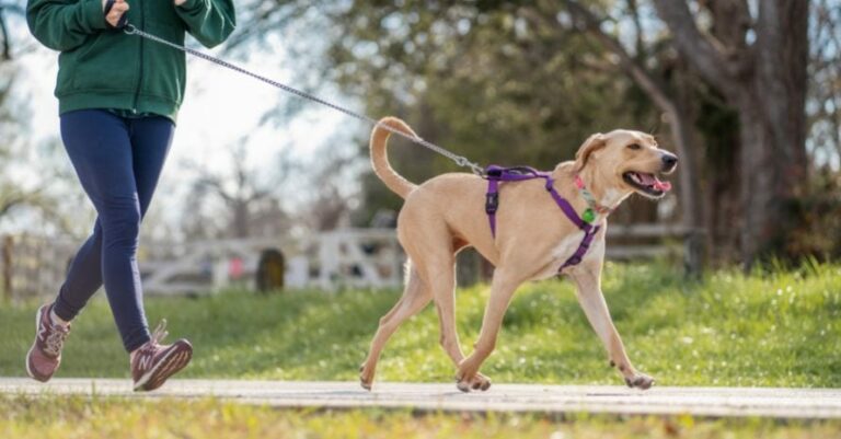 The Complete Guide to Dog Leashes: Types, Sizes, Styles, and More