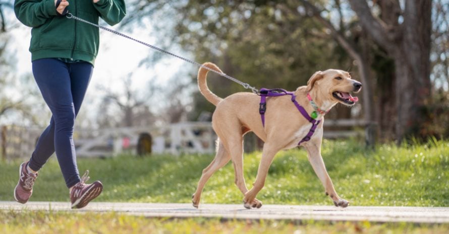 Read more about the article The Complete Guide to Dog Leashes: Types, Sizes, Styles, and More